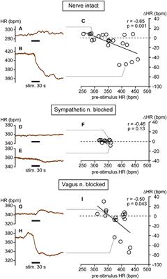 Heart Rate Changes in Response to Mechanical Pressure Stimulation of Skeletal Muscles Are Mediated by Cardiac Sympathetic Nerve Activity